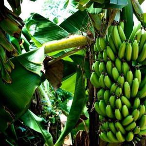 Как растет банановое дерево?