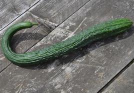 Winter preparations from cucumbers: “Golden recipes”