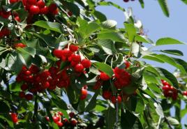 Prospěšné vlastnosti třešní a kontraindikace Proč jsou užitečné čerstvé třešně