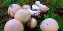 Kübarseened: tüübi kirjeldus ja erinevused teistest seentest