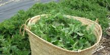 Nettle - beneficial properties and contraindications