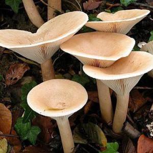 Govornici - karakteristike gljiva, njihove sorte i gdje rastu?