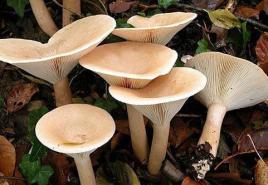 Говорушки – особенности грибов, их разновидности и где растут?