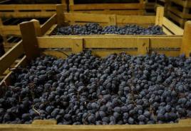 Kuidas viinamarju kodus kuivatada Rosinate saamine