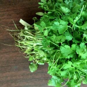 Useful properties of coriander (cilantro), methods of preparation and scope of application