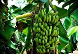 Как растет банановое дерево?