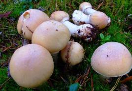 Грибы колпаки: описание вида и отличия от других грибов