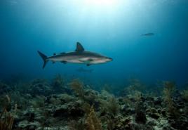 Për çfarë shërben ekstrakti i mëlçisë së peshkaqenit Përfitimet e kapsulave të mëlçisë së peshkaqenit?