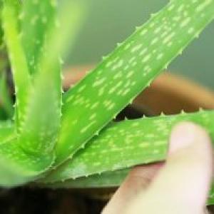 Aloe foydali xususiyatlari, kontrendikatsiyalar va uy qurilishi retseptlari