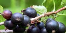 Конфитюр от червено френско грозде за зимата Подготовка от малини и касис за зимата